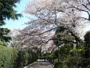 山手公園の桜